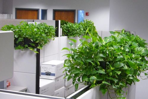 10 loại cây lọc không khí trong nhà tốt nhất