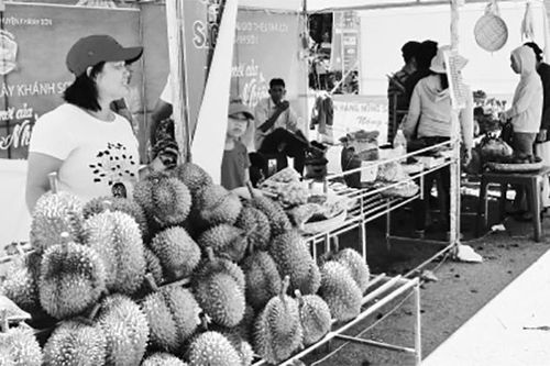 Chuyện về cây sầu riêng ở Khánh Sơn