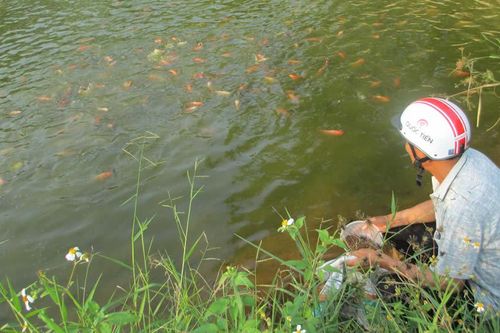Phát triển bền vững nghề nuôi cá nước ngọt