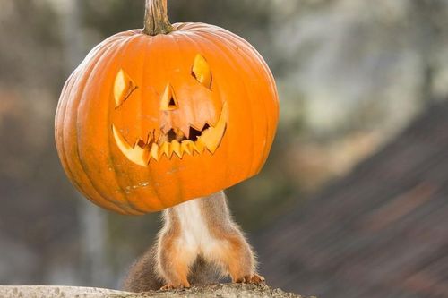 Hài hước cảnh động vật 'vờn' trái bí Halloween ai xem cũng phải cười