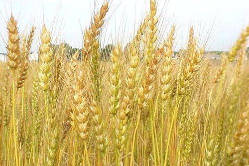 Nga nối lại hoạt động xuất khẩu lúa mì sang Việt Nam