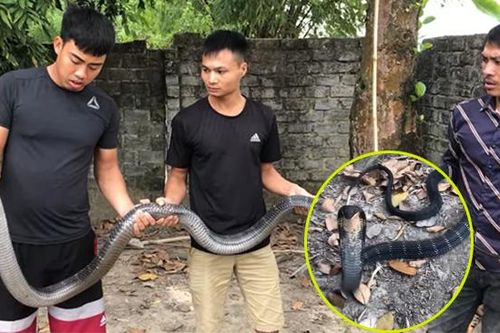 Bắt sống rắn hổ mang chúa dài 3m cắn bà cụ 75 tuổi phải cấp cứu