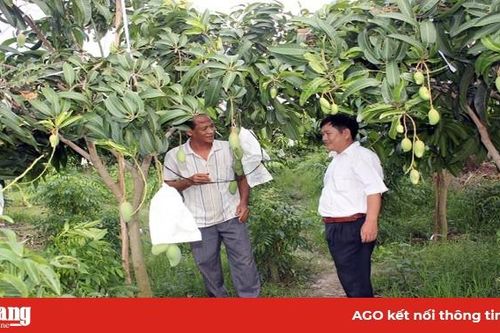 Diện tích cây ăn trái tăng mạnh