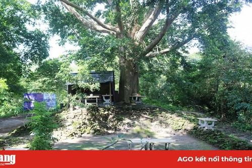 Thâm trầm di sản Gò Cây Tung