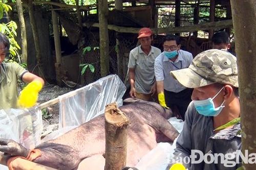 Chi hơn 40 tỷ đồng hỗ trợ thiệt hại do dịch tả heo châu Phi