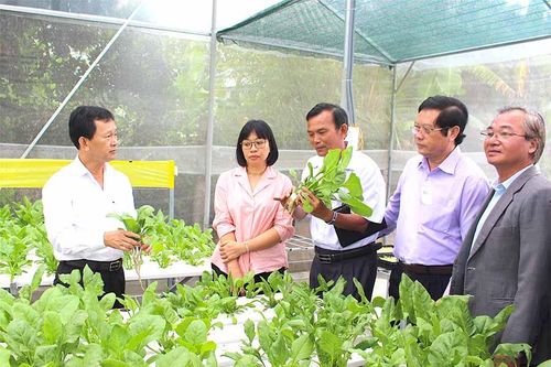 'Rau An Khê-Gia Lai' thương hiệu quốc gia
