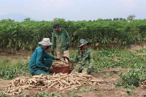 Người trồng mì tại phía Đông tỉnh Gia Lai bị ảnh hưởng kép