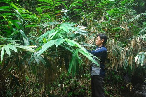 Người dân Phìn Ngan làm giàu nhờ cây sa nhân tím