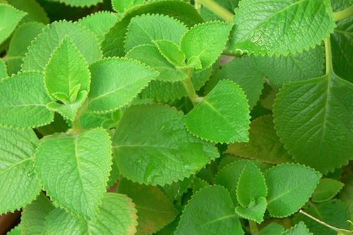 Nghiệm thu đề tài 'Nghiên cứu xây dựng quy trình sản xuất trà túi lọc lá húng chanh và đánh giá tác dụng của sản phẩm'