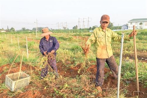 Gio Linh: Nhiều mô hình sản xuất mới cho hiệu quả kinh tế cao