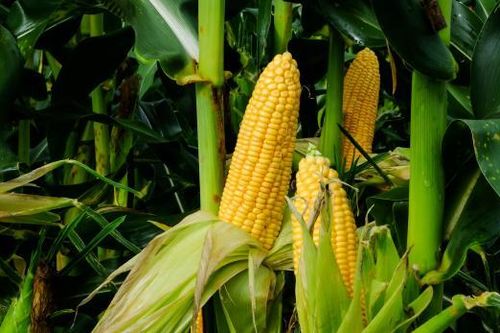 Giá ngô tại Trung Quốc có mức tăng cao nhất kể từ tháng 4/2019