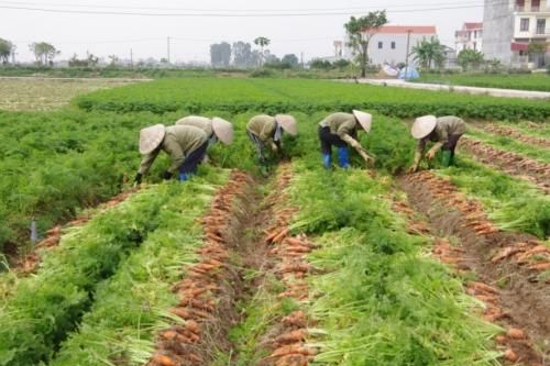 Chưa giải được bài toán xuất khẩu nông sản thô, giá trị gia tăng thấp