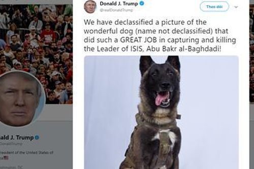 Ông Trump tuyên dương chú chó truy đuổi thủ lĩnh IS