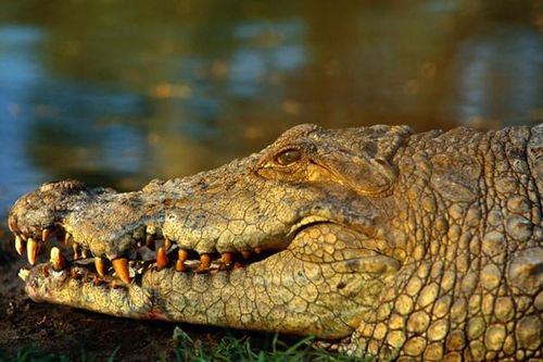 Bé gái 11 tuổi chọc vào mắt cá sấu để cứu bạn ở Zimbabwe