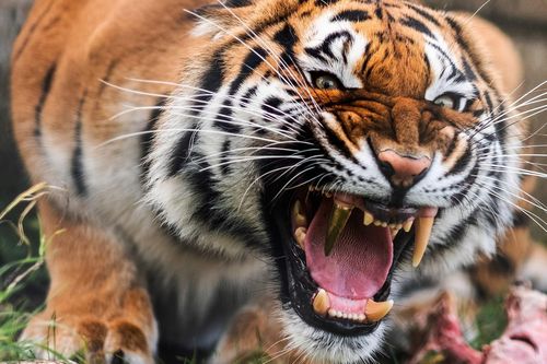 Con hổ ở Đức được phẫu thuật để lắp răng nanh bằng vàng
