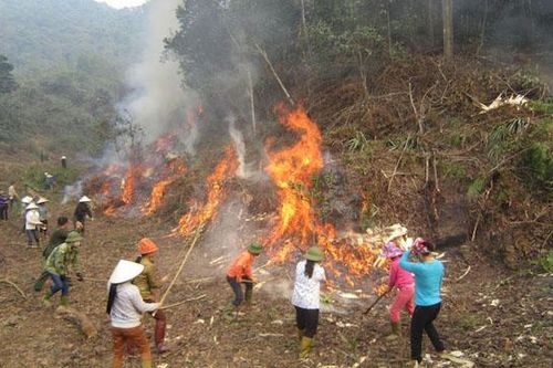 10 tháng, diện tích rừng bị cháy cả nước lên tới gần 2.000ha