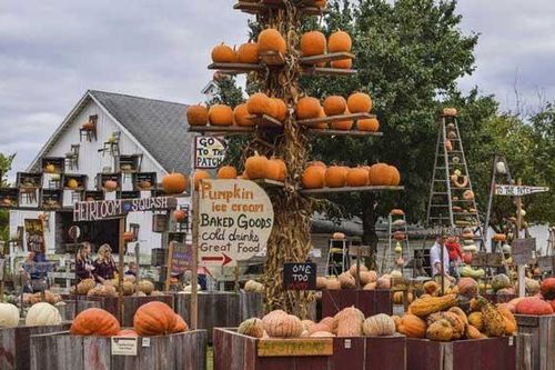 Ghé thăm trang trại bí ngô nổi tiếng của Mỹ nhân dịp Halloween
