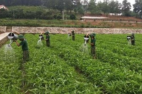 Vượt khó để tăng gia sản xuất