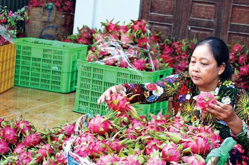 Nhiều nông sản xuất khẩu bị sụt giảm do thị trường Trung Quốc