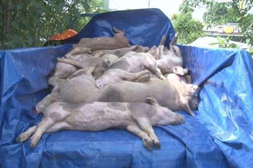 Dịch tả heo Châu Phi càn quét, tổng đàn heo ở Sa Đéc chỉ còn vài trăm con
