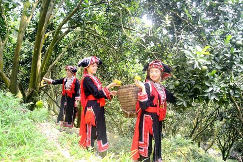 Giải pháp nâng cao tiêu chí thu nhập ở Hàm Yên