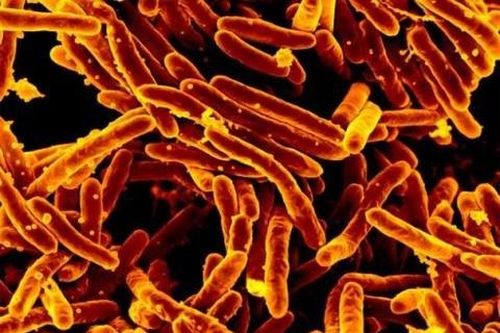 Thử nghiệm thành công vaccine mới có thể diệt vi khuẩn lao