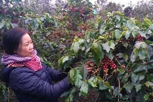 Các tỉnh Tây Nguyên đã tái canh 118.202 ha cà phê