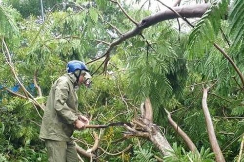 Quảng Ngãi: Bão số 5 chưa vào đất liền, hàng loạt cây xanh bị xới tung gốc