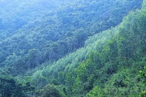 Quảng Ninh: Đẩy mạnh công tác bảo vệ và phát triển rừng