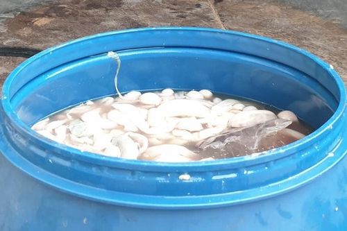 Mang 8 tạ lòng lợn 'bẩn' từ Hà Nội lên Lạng Sơn bán kiếm lời