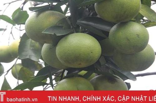 Trao chứng nhận VietGap cho HTX Nông nghiệp cam Khe Mây Long Nhâm