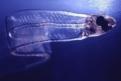 Pháp tuyên án 2 công dân Trung Quốc 10 tháng tù vì buôn lậu lươn sống