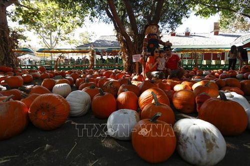 Bài toán 'giải cứu' bí ngô và giảm rác nhựa sau mỗi mùa Halloween