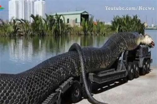 Khám phá những chú rắn hổ mang chúa 'khủng' nhất thế giới: Việt Nam cũng góp mặt