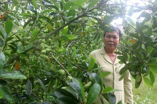 An Giang: Làm giàu khác người trồng cà na Thái, cây thấp tè, trái quanh năm