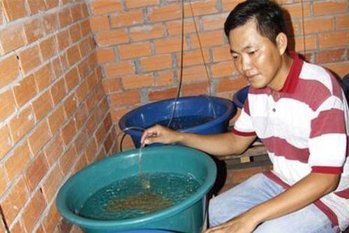 Vĩnh Long: Bỏ giám đốc lương 25 triệu về quê nuôi con trơn, lãi 1 tỷ