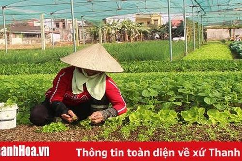 Huyện Vĩnh Lộc phát triển 30 chuỗi giá trị trong sản xuất nông nghiệp