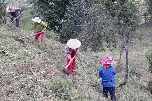 Vướng 'đầu ra' cho cây sa nhân
