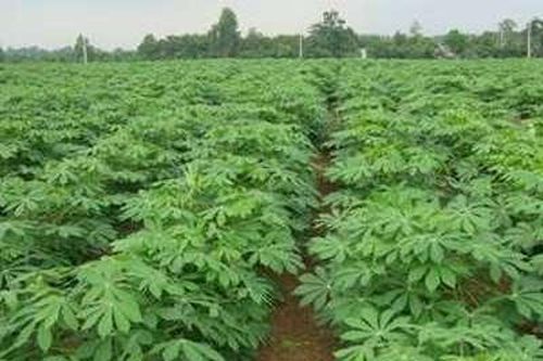 Cam Lâm: Khuyến cáo trừ bệnh khảm lá cây mì