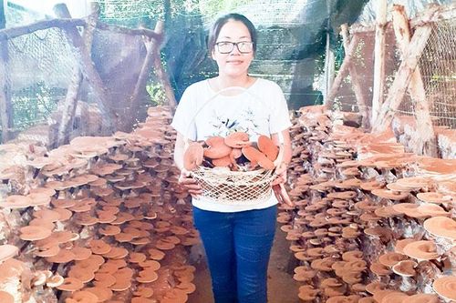 Dòng nấm sạch của Hội Phụ nữ Ba Ngòi