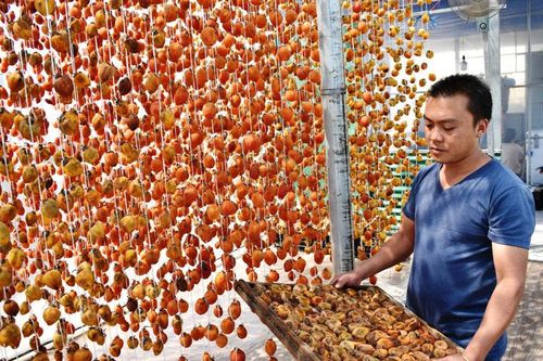 Sấy hồng dẻo bằng hơi lửa củi và quạt gió