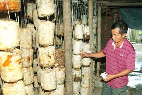 Vào vụ thu hoạch, người trồng nấm thu tiền triệu mỗi ngày