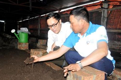Nuôi giun quế đem lại nguồn lợi kép trong nuôi tôm