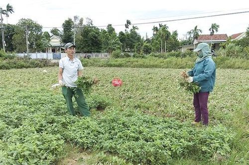 Đẩy mạnh hoạt động khoa học và công nghệ ở cơ sở