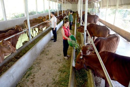 Lâm Xuyên phát triển chăn nuôi đại gia súc theo hướng hàng hóa
