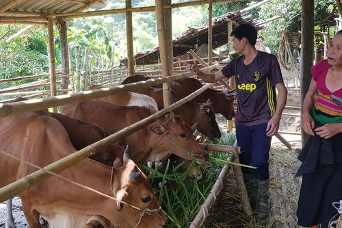 Xô đổ 'bức tường' đói nghèo - Kỳ I: Tiền cất trên núi