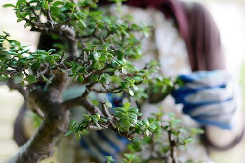 Cất giấu ma túy trên cây cối quanh nhà