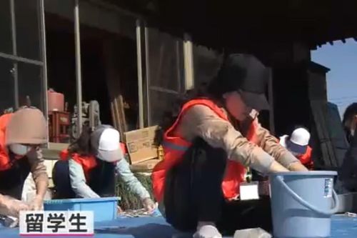 Truyền hình Nhật đưa tin du học Việt tham gia cứu trợ sau siêu bão