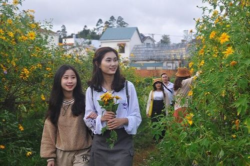 Mê đắm sắc hoa dã quỳ khi Đà Lạt lập Đông