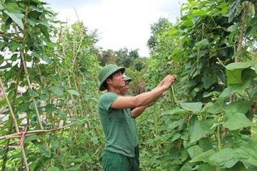 Giải pháp tăng gia hiệu quả trong mùa khô